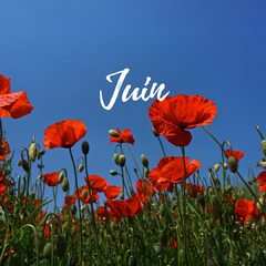 Hello JUIN ! Il paraît que c’ est bientôt l’ été,.., (enfin aujourd’hui ce n’ est pas gagné) #juin #nouveaumois #bientotlete #coquelicot #beauxjours